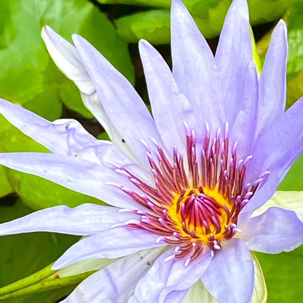 Meet your Posher, Memphis!